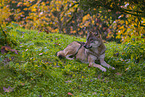 eurasian greywolf