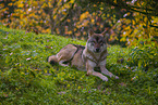 eurasian greywolf