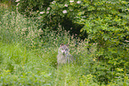 eurasian greywolf