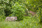 eurasian greywolf