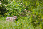 eurasian greywolf