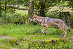 eurasian greywolf