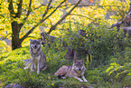 eurasian greywolves