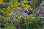 eurasian greywolf