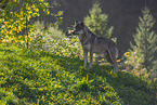 eurasian greywolf