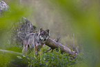 eurasian greywolf