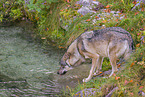 eurasian greywolf