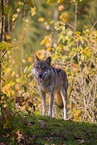 eurasian greywolf