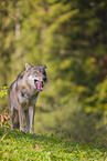 eurasian greywolf