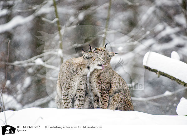 Eurasische Luchse / lynxes / MBS-08937