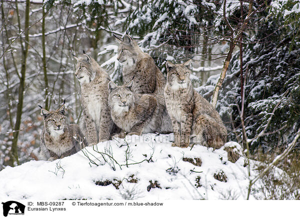 Eurasian Lynxes / MBS-09287