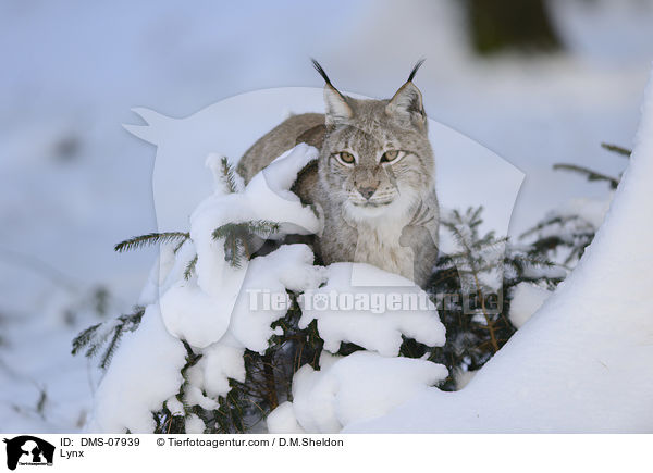 Eurasischer Luchs / Lynx / DMS-07939