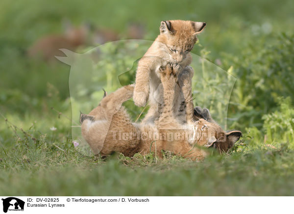 Eurasian Lynxes / DV-02825