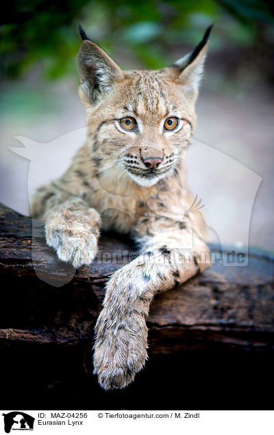 Eurasian Lynx / MAZ-04256