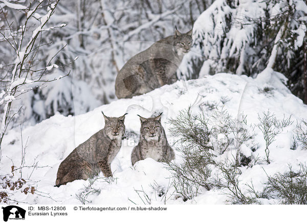 Eurasische Luchse / Eurasian Lynxes / MBS-12806