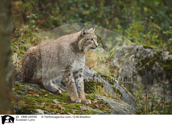 Eurasian Lynx / DMS-09556