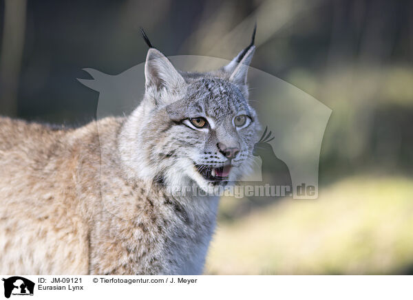 Eurasian Lynx / JM-09121