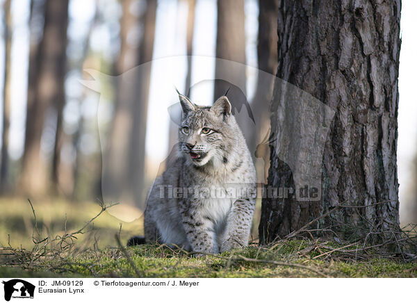 Eurasian Lynx / JM-09129