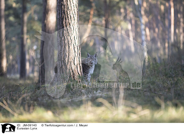 Eurasian Lynx / JM-09140