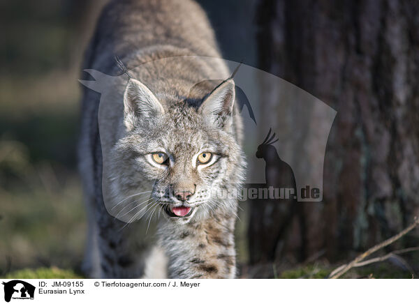 Eurasian Lynx / JM-09155