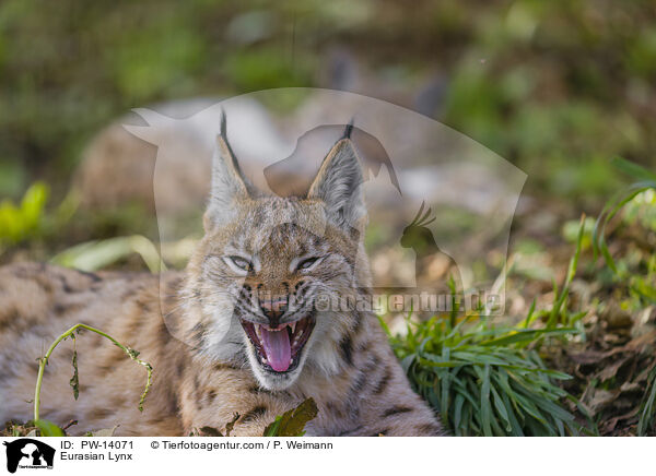 Eurasian Lynx / PW-14071