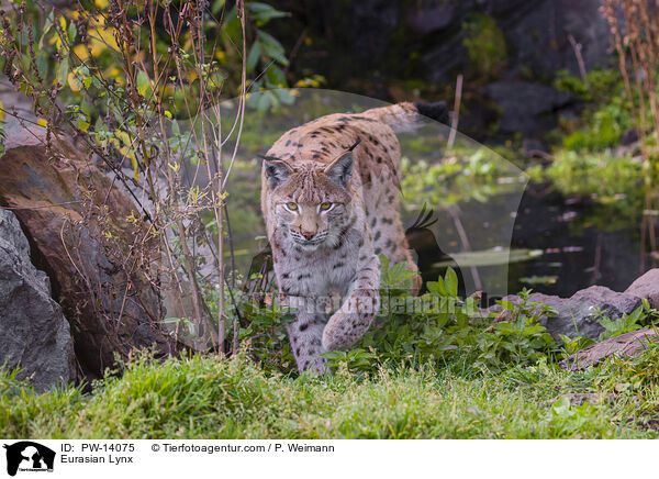 Eurasian Lynx / PW-14075