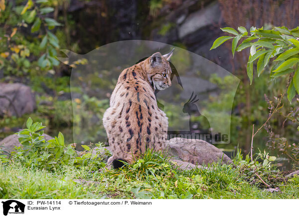 Eurasian Lynx / PW-14114