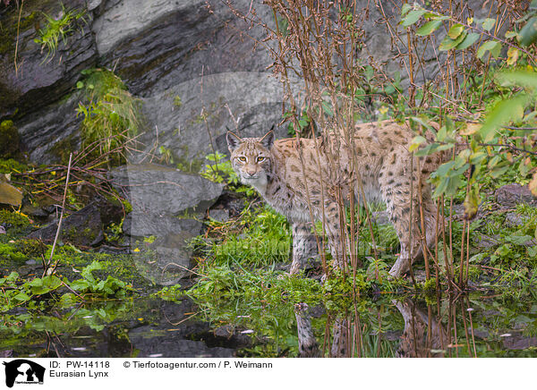 Eurasian Lynx / PW-14118