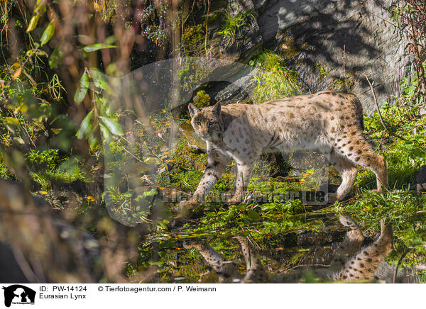 Eurasian Lynx / PW-14124