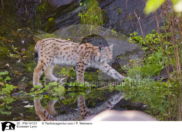 Eurasian Lynx / PW-14131