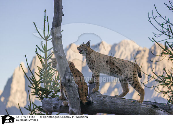 Eurasian Lynxes / PW-14151