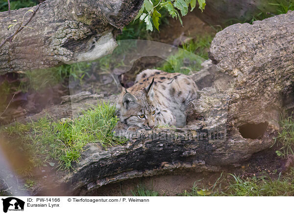 Eurasian Lynx / PW-14166