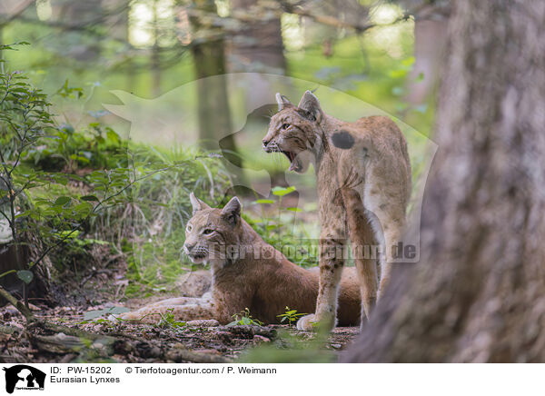 Eurasian Lynxes / PW-15202