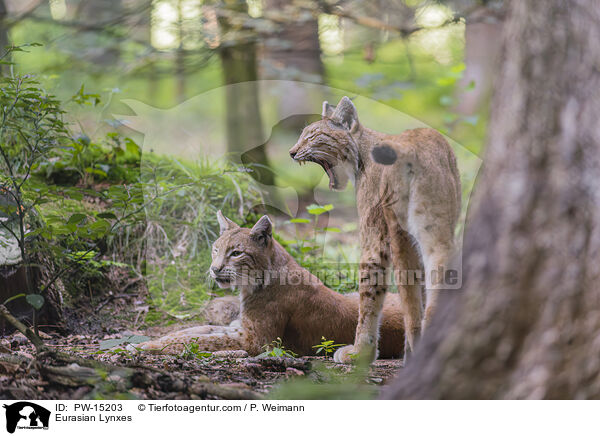 Eurasian Lynxes / PW-15203