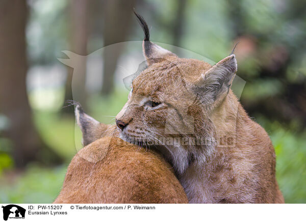 Eurasian Lynxes / PW-15207