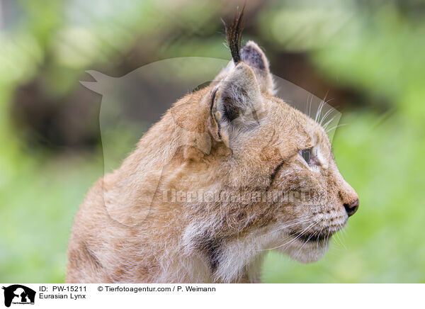 Eurasian Lynx / PW-15211