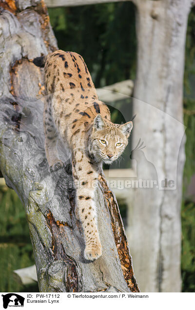 Eurasian Lynx / PW-17112