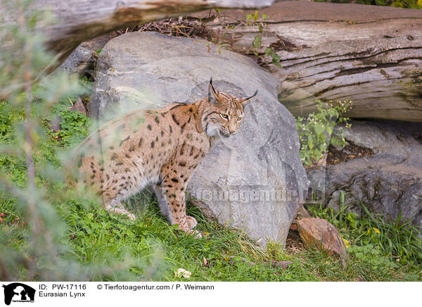 Eurasian Lynx / PW-17116