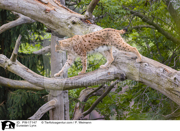 Eurasischer Luchs / Eurasian Lynx / PW-17147