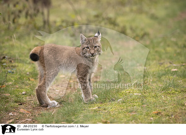 Eurasischer Luchswelpe / Eurasian Lynx cub / JM-20230