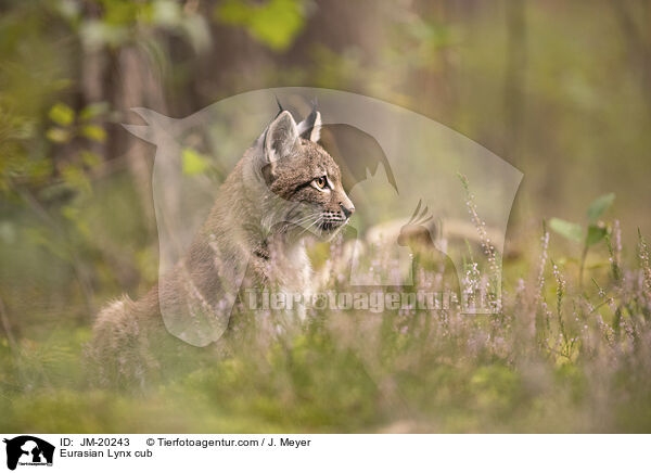 Eurasischer Luchswelpe / Eurasian Lynx cub / JM-20243