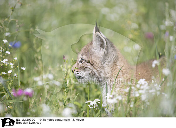 Eurasischer Luchswelpe / Eurasian Lynx cub / JM-20320