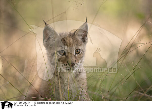 Eurasischer Luchswelpe / Eurasian Lynx cub / JM-20344