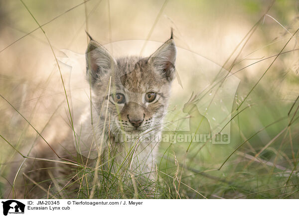 Eurasischer Luchswelpe / Eurasian Lynx cub / JM-20345