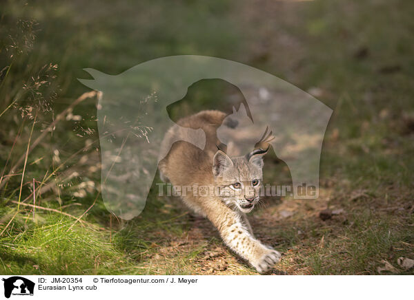 Eurasischer Luchswelpe / Eurasian Lynx cub / JM-20354