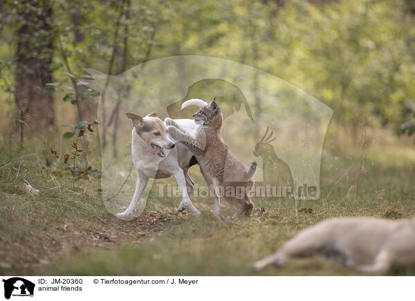 Tierfreunde / animal friends / JM-20360