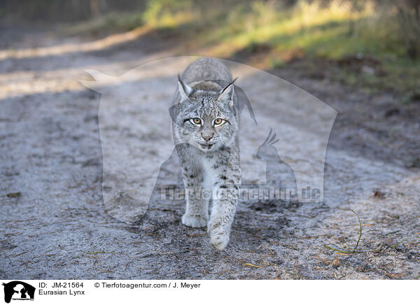 Eurasischer Luchs / Eurasian Lynx / JM-21564