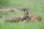 Eurasian Lynxes