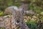 Eurasian Lynx