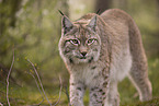 Eurasian Lynx